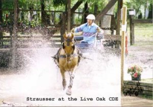 Strausser at Live Oak