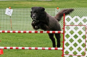 Benson jump bigger 2