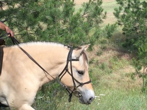 Anvil'sMagdaIMG_2304